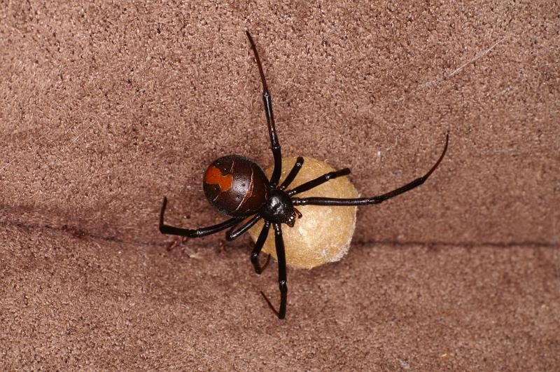 Latrodectus_hasselti_D7211_Z_89_Alexandra hills Brisbane_Australie.jpg